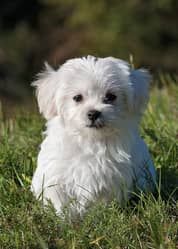 已经死去的贵宾犬