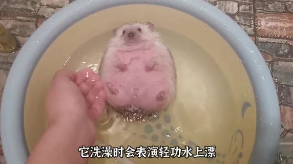 适合学生养的几种宠物,可爱便宜又好养!