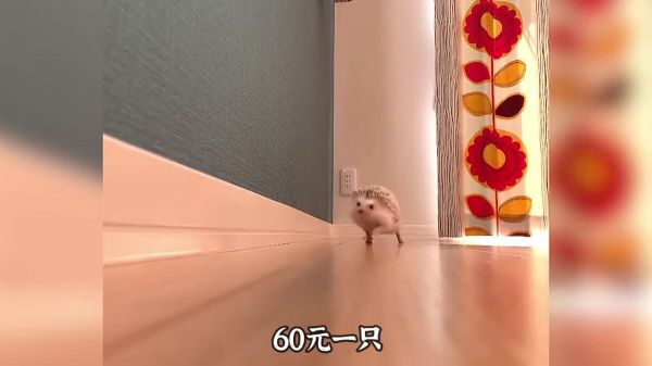 适合学生养的几种宠物,可爱便宜又好养!