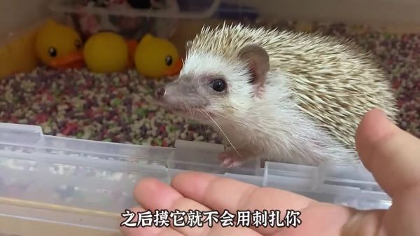 适合学生养的几种宠物,可爱便宜又好养!