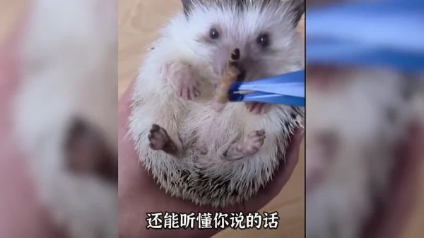 适合学生养的几种宠物,可爱便宜又好养!