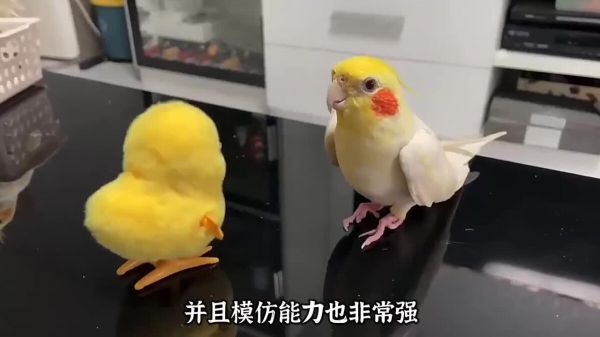 适合学生养的几种宠物,可爱便宜又好养!