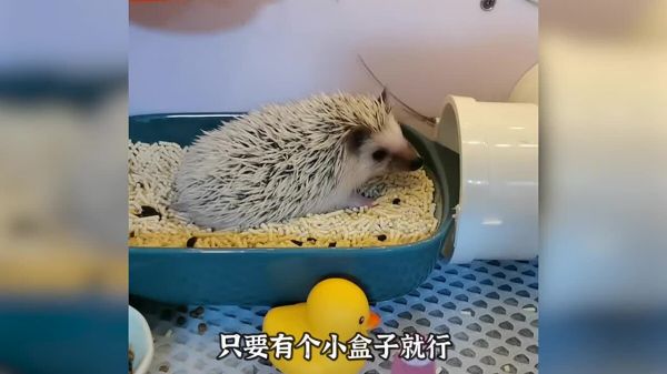 适合学生养的几种宠物,可爱便宜又好养!
