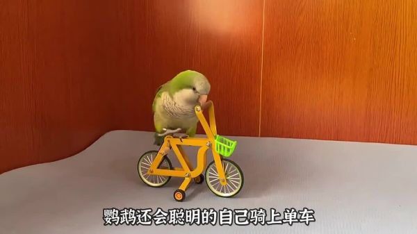 适合学生养的几种宠物,可爱便宜又好养!