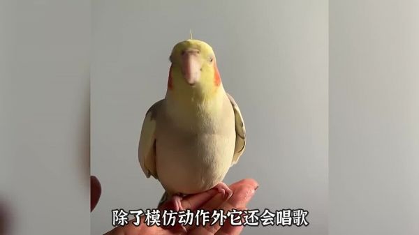 适合学生养的几种宠物,可爱便宜又好养!