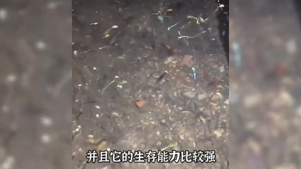 适合学生养的几种宠物,可爱便宜又好养!