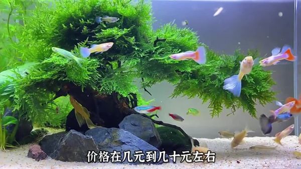适合学生养的几种宠物,可爱便宜又好养!