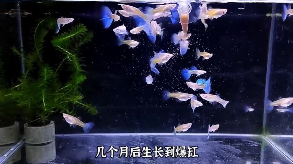适合学生养的几种宠物,可爱便宜又好养!