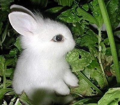 搜狗问问