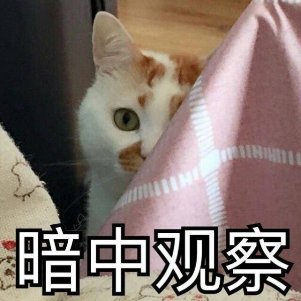不瞒你说,这4种猫既便宜又好养,但宠物店老板不会告诉你