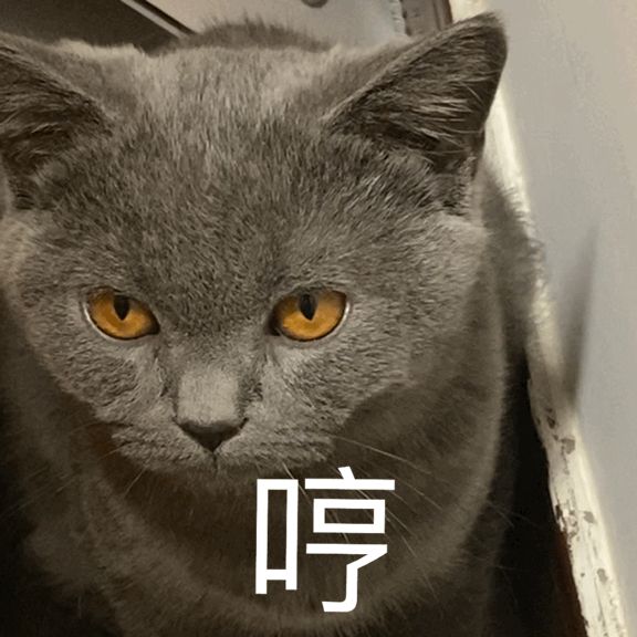 不瞒你说,这4种猫既便宜又好养,但宠物店老板不会告诉你