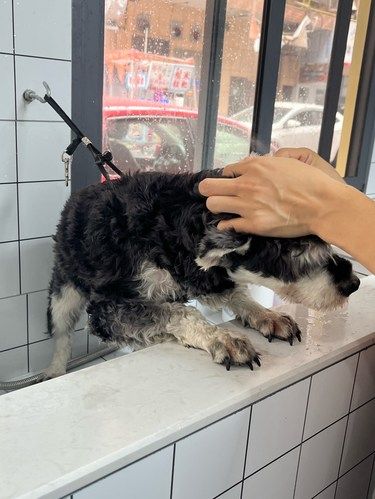维多爱宠物店狗子们的美丽家园