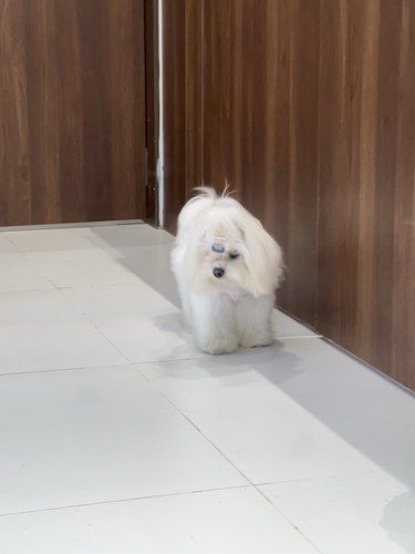狗狗餐厅