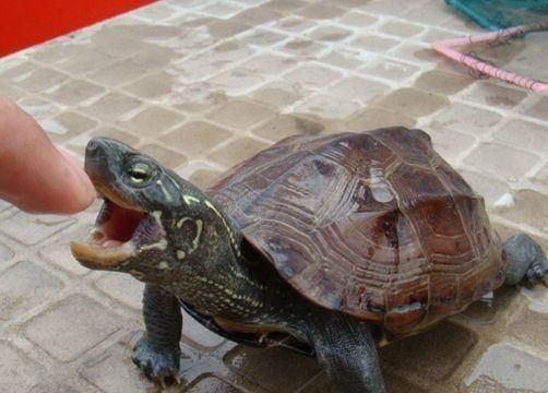 好养体质又好的宠物大排名！狗狗第五，猫咪第三
