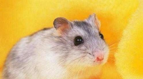 好养体质又好的宠物大排名！狗狗第五，猫咪第三