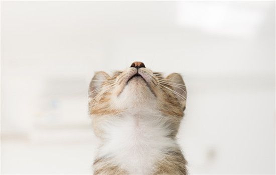 猫咪疫苗本丢了能补办吗