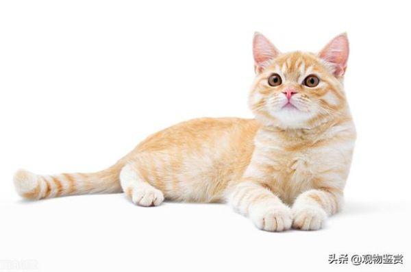 宠物店收猫吗不想养了(宠物店收猫吗多少钱一只)
