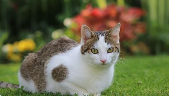 宠物猫