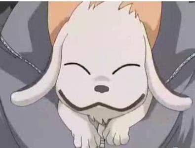 火影忍者：木叶村有多个非常萌的小宠物，你都知道哪些？