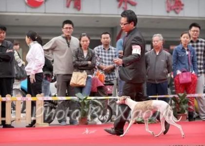 2024山东（济南）国际宠物供应链博览会