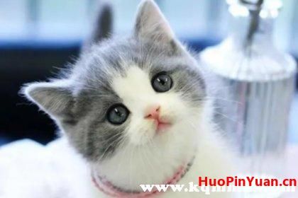 淘宝免费领养宠物猫是真的吗