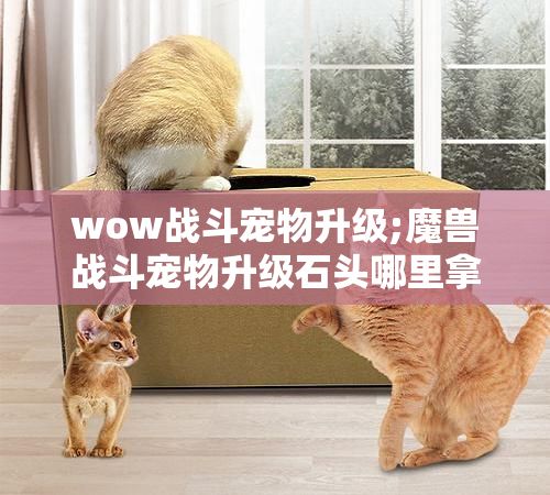 wow战斗宠物升级;魔兽战斗宠物升级石头哪里拿