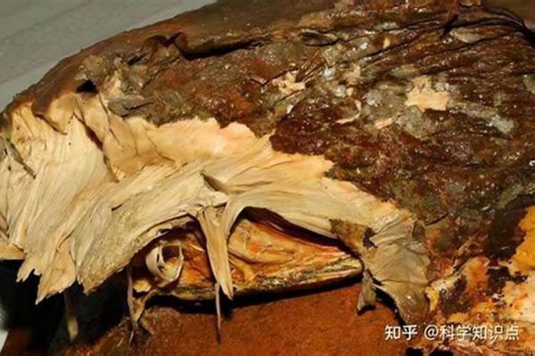 十二生肖的专属宠物是什么