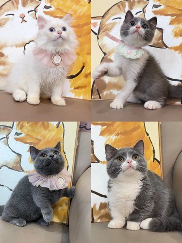 怎么会有这么可爱的猫咪啊！！萌化了……