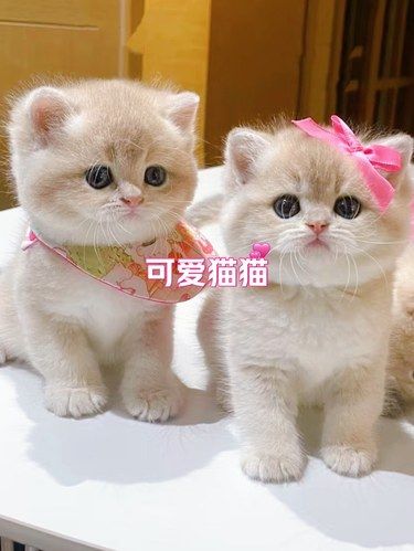 谁能拒绝这么可爱的小猫呢