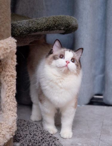猫咪控的你绝对不能错过的神仙猫舍来啦～
