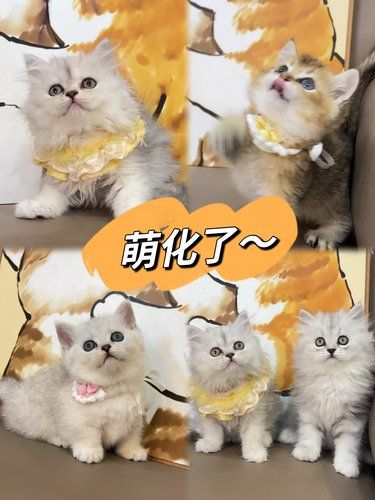 让猫猫治愈一切！真的太放松了吧~