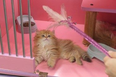 超可爱的猫咪和狗狗！找主人啦！