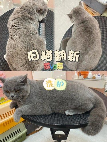 旧猫翻新❗️猫猫还是新的好[OK]新就是好rua