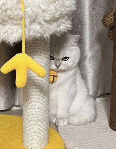 有只不爱洗澡小猫是什么体验❓