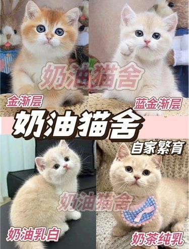 在广东／清远／想养猫看过来～实体猫舍