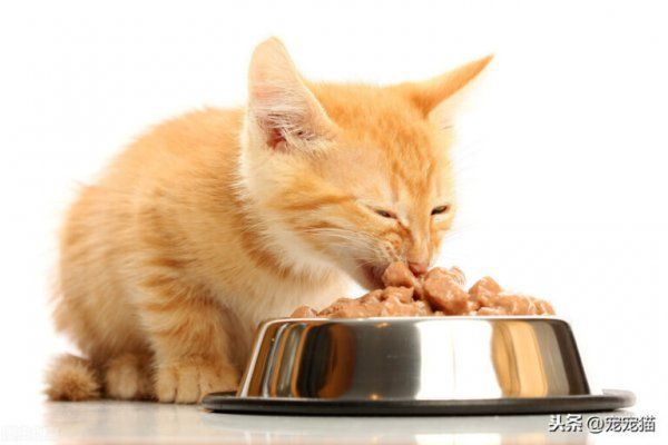 怎么让猫喜欢你粘着你