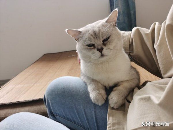 怎么让猫喜欢你粘着你