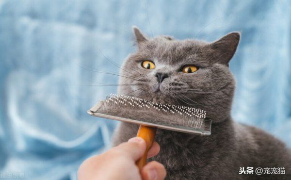 怎么让猫喜欢你粘着你
