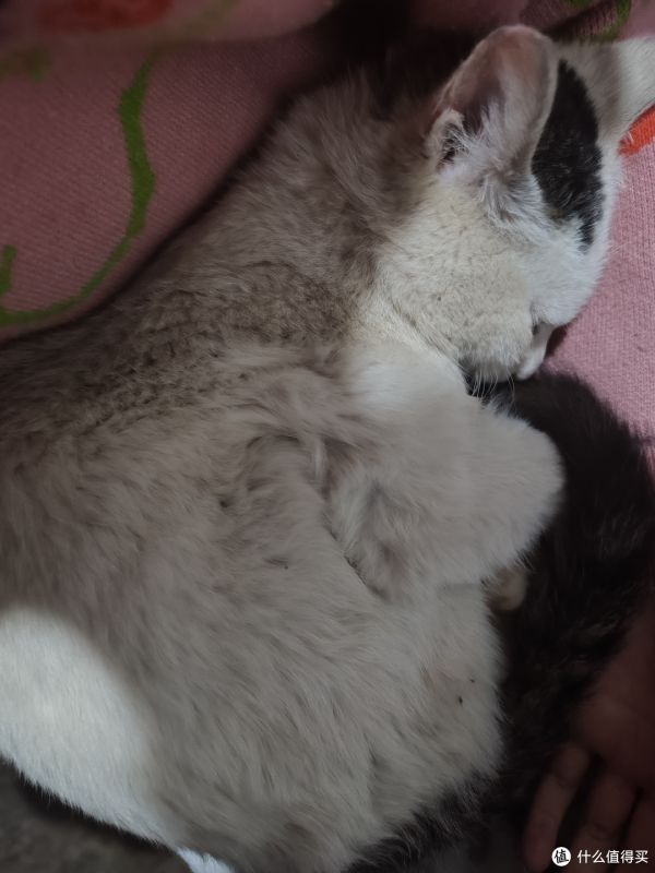 家里有一只超级粘人的小猫咪