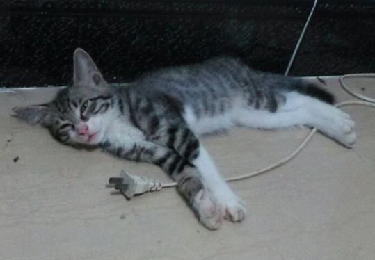 梦见猫被摔死