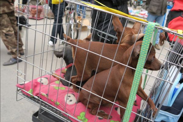 小型超可爱狗狗品种，可爱的小型犬品种（养了是你的福气）