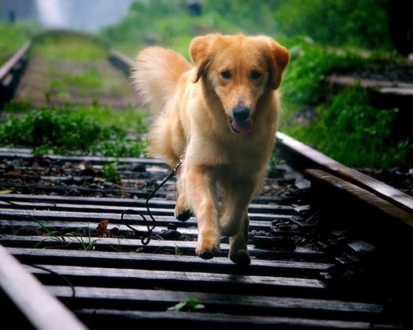 小型超可爱狗狗品种，可爱的小型犬品种（养了是你的福气）