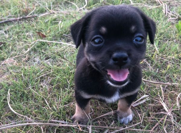小型超可爱狗狗品种，可爱的小型犬品种（养了是你的福气）