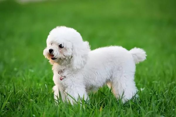 小型超可爱狗狗品种，可爱的小型犬品种（养了是你的福气）