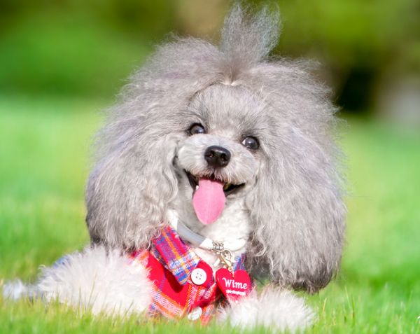 小型超可爱狗狗品种，可爱的小型犬品种（养了是你的福气）