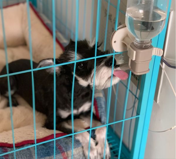小型超可爱狗狗品种，可爱的小型犬品种（养了是你的福气）