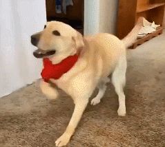 小型超可爱狗狗品种，可爱的小型犬品种（养了是你的福气）