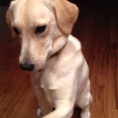 小型超可爱狗狗品种，可爱的小型犬品种（养了是你的福气）
