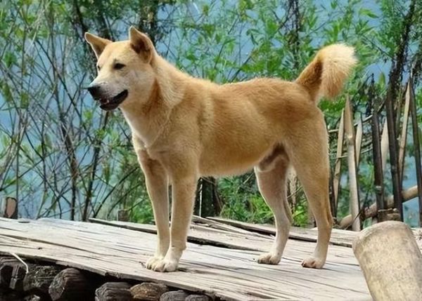 小型宠物狗品种大全，小型犬品种（国内小型犬品种）