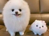 苏州博美出售 博美犬舍 幼犬出售 全国发货
